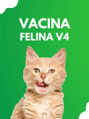 vacina-felina-v4