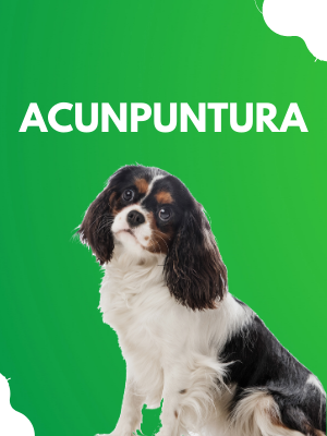 pet-acunpuntura